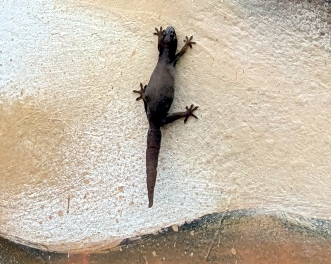 Lizard beauty spot