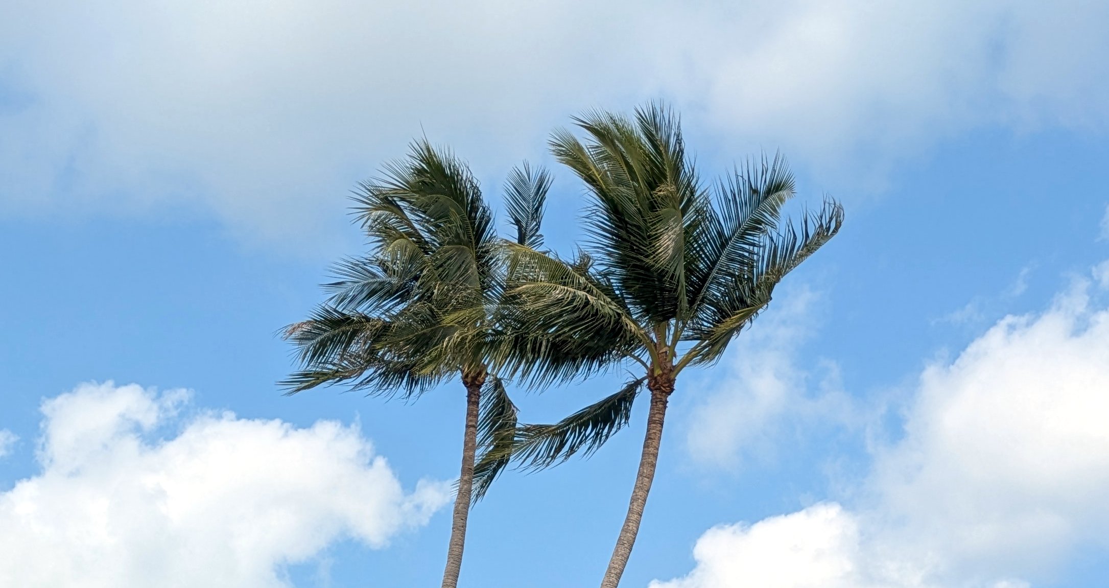 Three trees